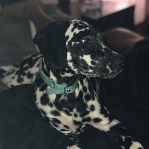 Meet your Posher, Ana